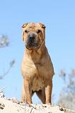 SHAR-PEI 537